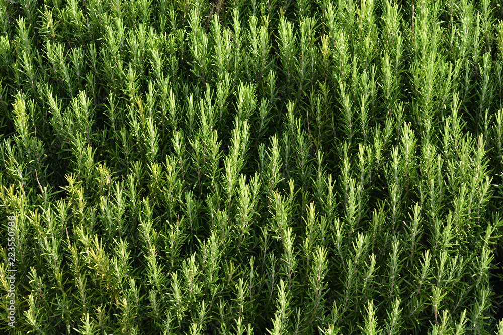 Rosemary bush Rosemary bush