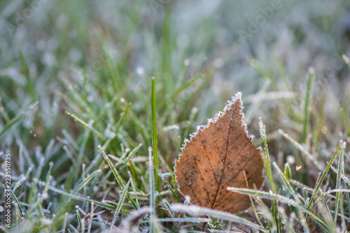 frozen autumn leaves