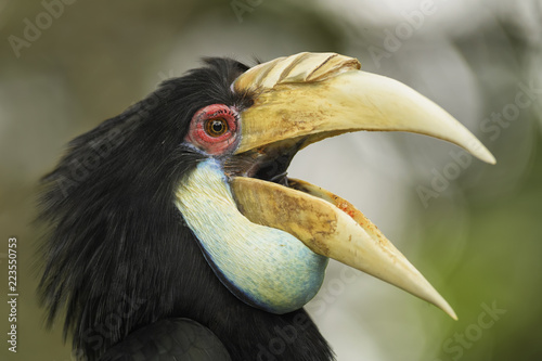 Wreathed Hornbill - Rhyticeros undulatus, beautiful colorful hornbill from Southeast Asian forests and woodlands.
