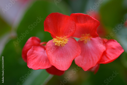 Wax begonia