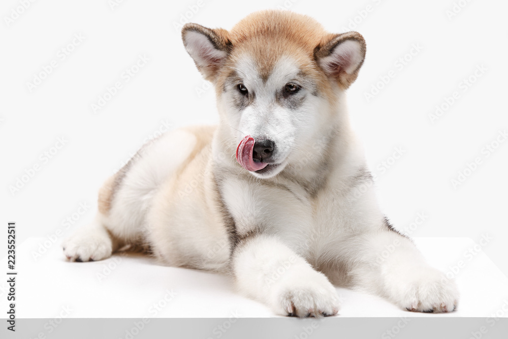 Husky malamute puppy lying isolated on white studio