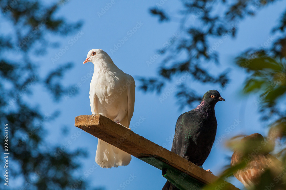 Fototapeta premium White and blue doves against the sky.