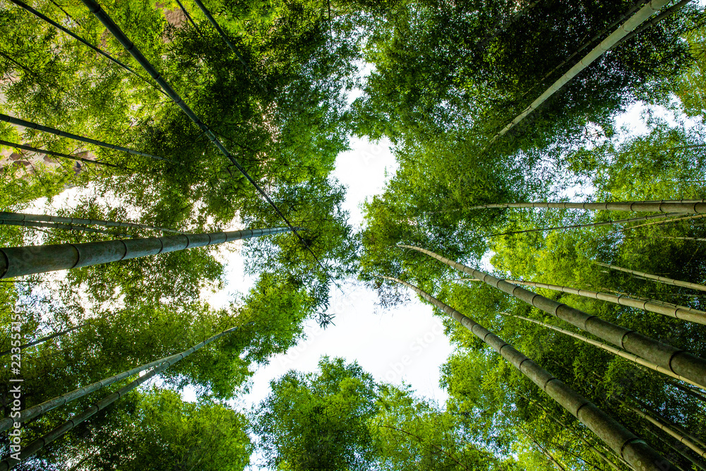 Fototapeta premium Kyoto, Japan at the bamboo forest.