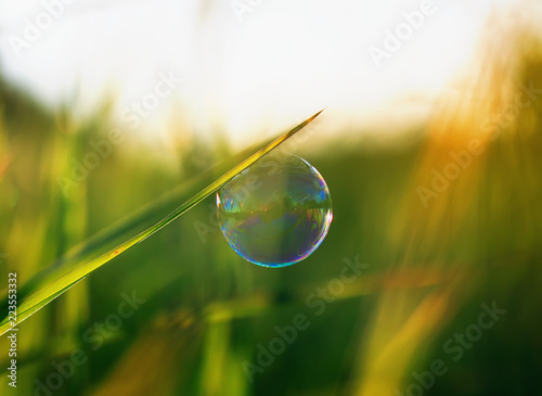  bright shimmering soap bubble hung on a green Sunny summer meadow © nataba