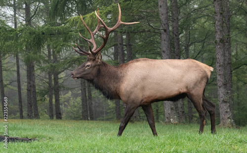 Wallpaper Mural Bull Elk Torontodigital.ca