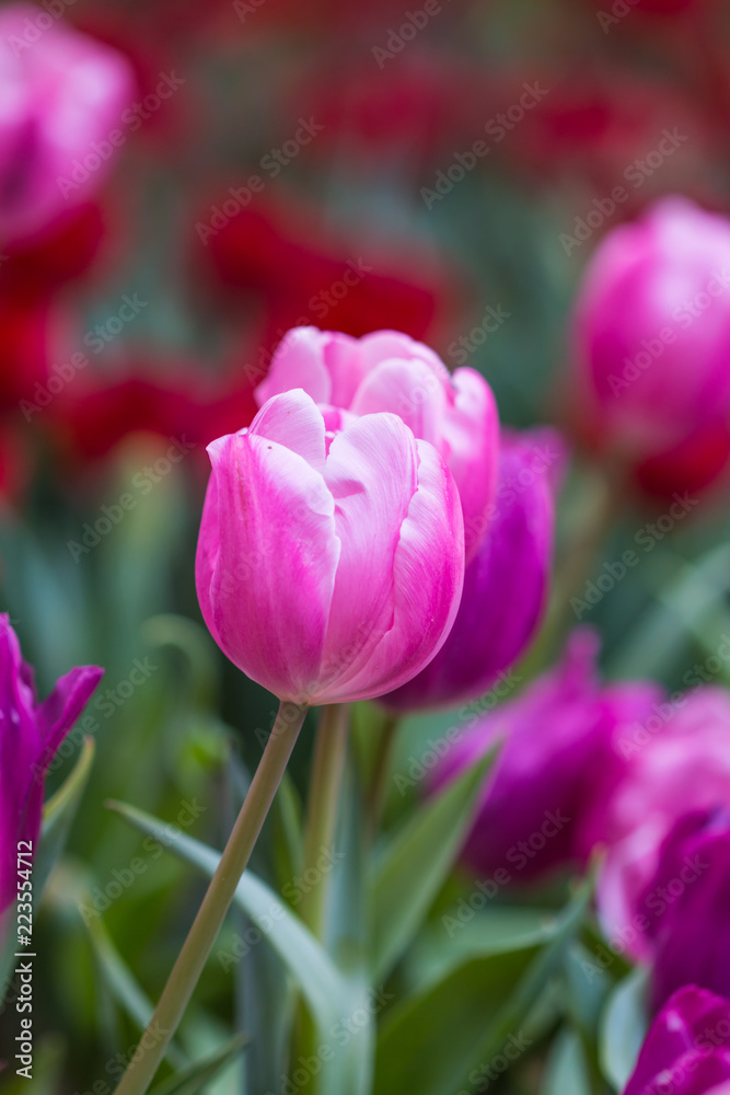 Tulip in winter Thailand