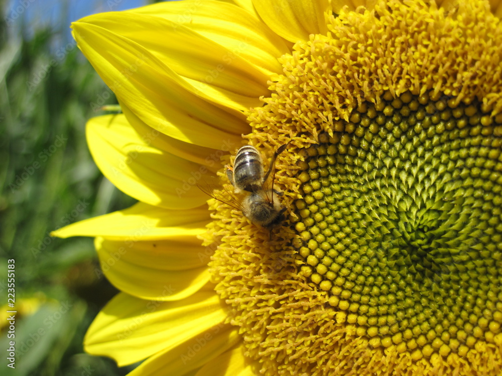 Bee is sitting on the sunflower Bee is sitting on the sunflower