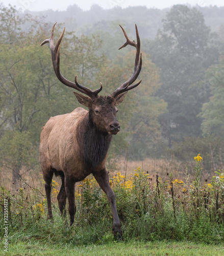 Bull Elk  © Harry Collins