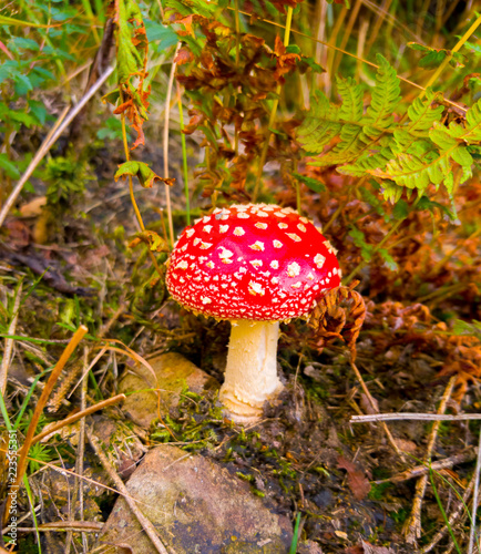 Red mushroom in autumn