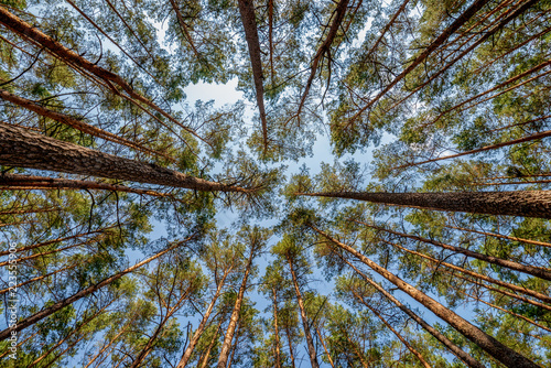 las sosnowy  - spojrzenie w górę