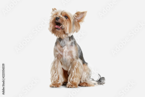 Yorkshire terrier at studio against a white background