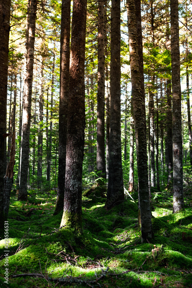 Obraz premium Magic morning forest with a soft carpet of moss in the north of the Khabarovsk region of Russia