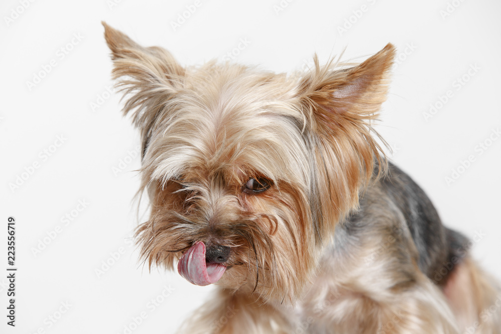 Yorkshire terrier at studio against a white background