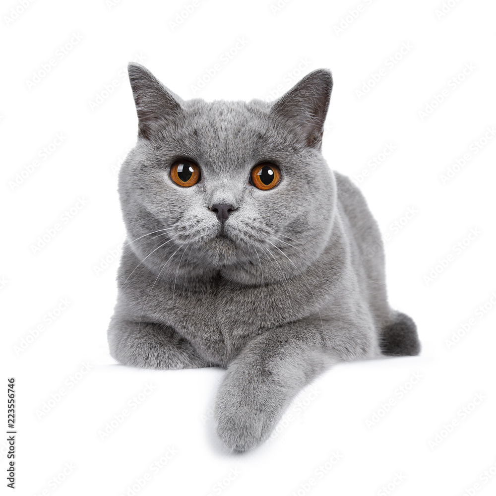 Sweet young adult solid blue British Shorthair cat kitten laying down front  view, looking at camera with orange eyes and one paw hanging over edge,  isolated on white background Photos | Adobe