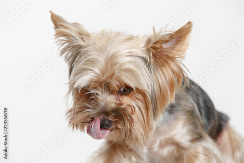 Yorkshire terrier at studio against a white background © master1305
