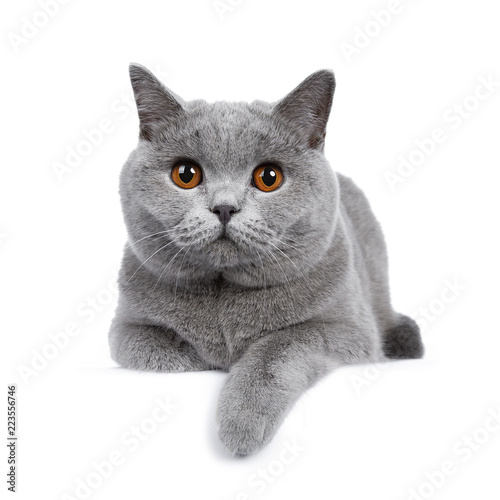 Sweet young adult solid blue British Shorthair cat kitten laying down front view, looking at camera with orange eyes and one paw hanging over edge, isolated on white background photo