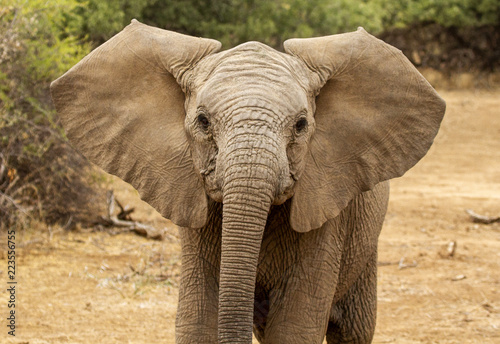 young elephant 