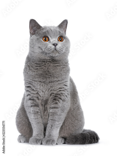 Sweet young adult solid blue British Shorthair cat kitten sitting up, looking to the side with orange eyes , isolated on white background