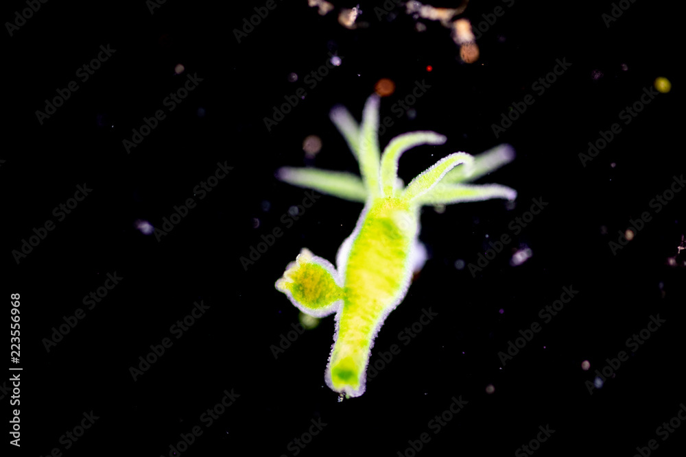 Hydra is a genus of small, fresh-water animals of the phylum Cnidaria and class Hydrozoa under the microscope for education.