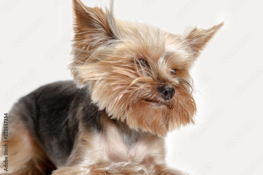 Yorkshire terrier at studio against a white background Yorkshire terrier at studio against a white background