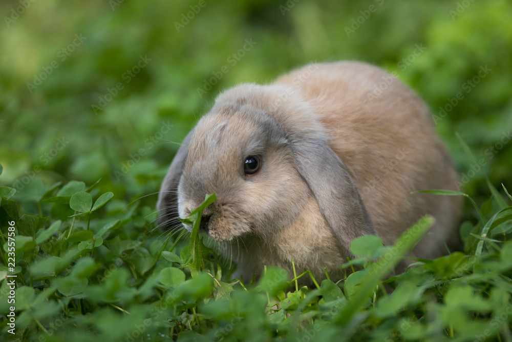 brown decorative rabbit on the grass brown decorative rabbit on the grass