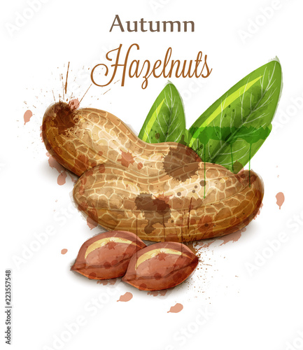 Peanuts Vector watercolor isolated on white. Painted style illustrations