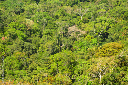 Vista floresta amazônica - Manaus