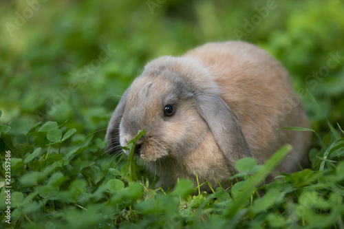 brown decorative rabbit on the grass