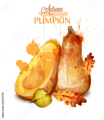 Pumpkin watercolor isolated Vector. Fall season painted style illustrations