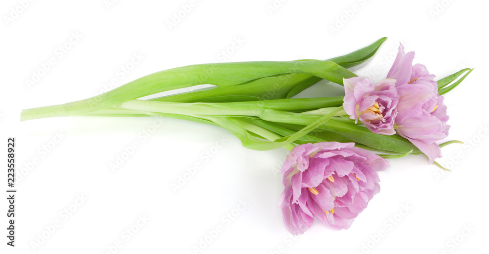 Fototapeta premium Lying pink tulips