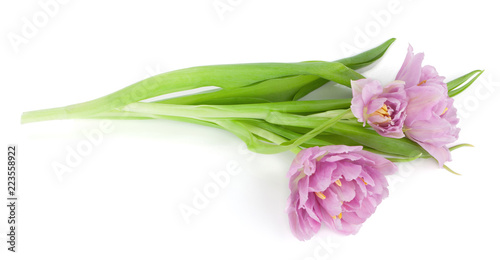 Lying pink tulips