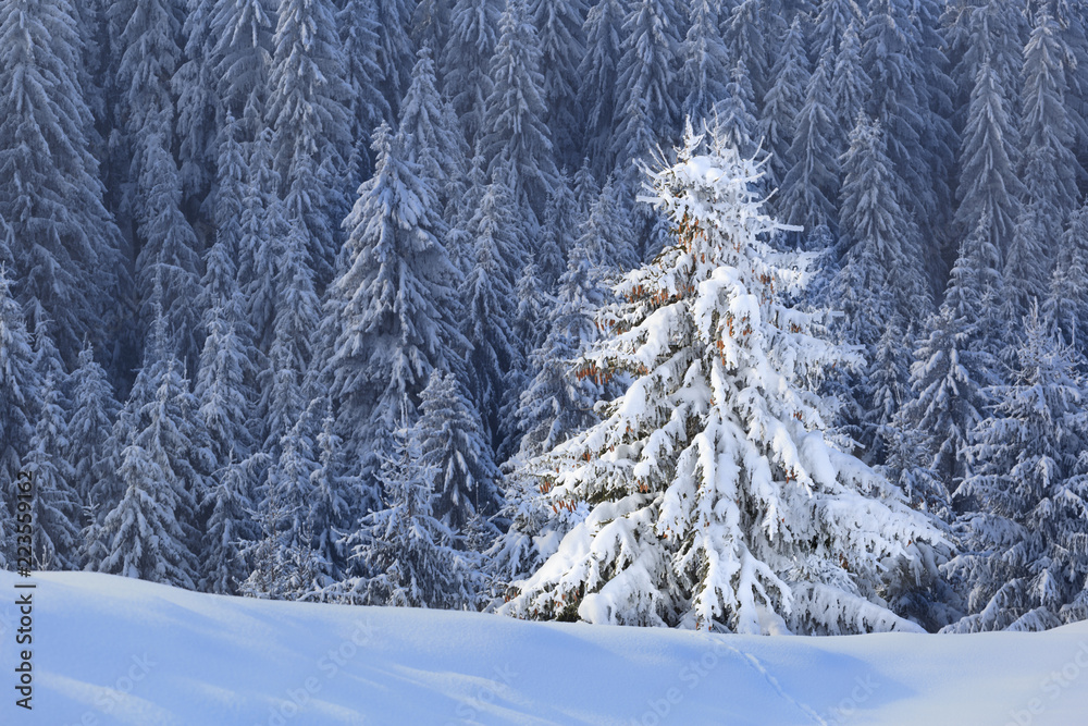 Pine trees in winter covered by snow Pine trees in winter covered by snow