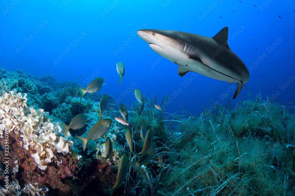 Fototapeta premium School of fish and shark