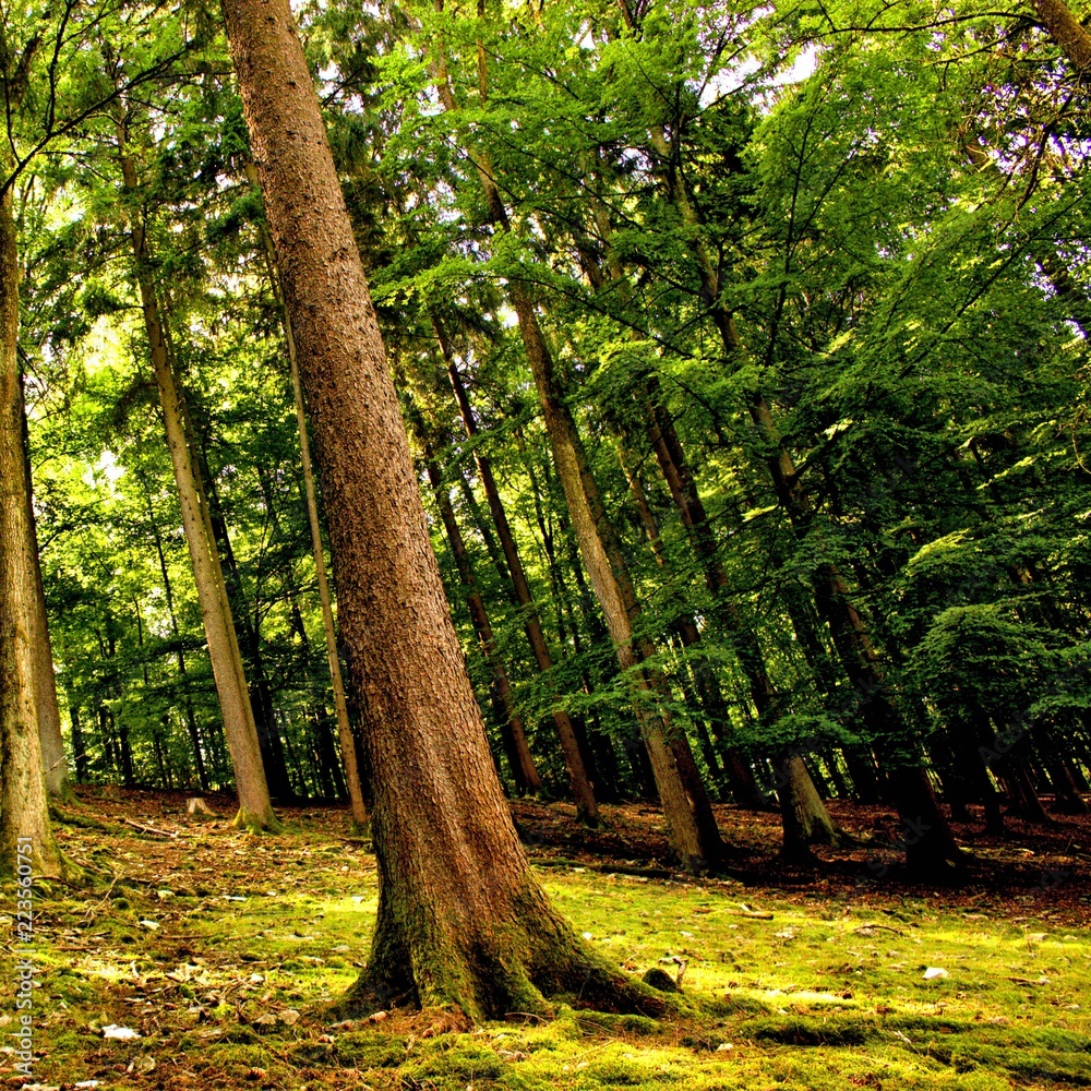 Obraz premium schöne bäume im wald