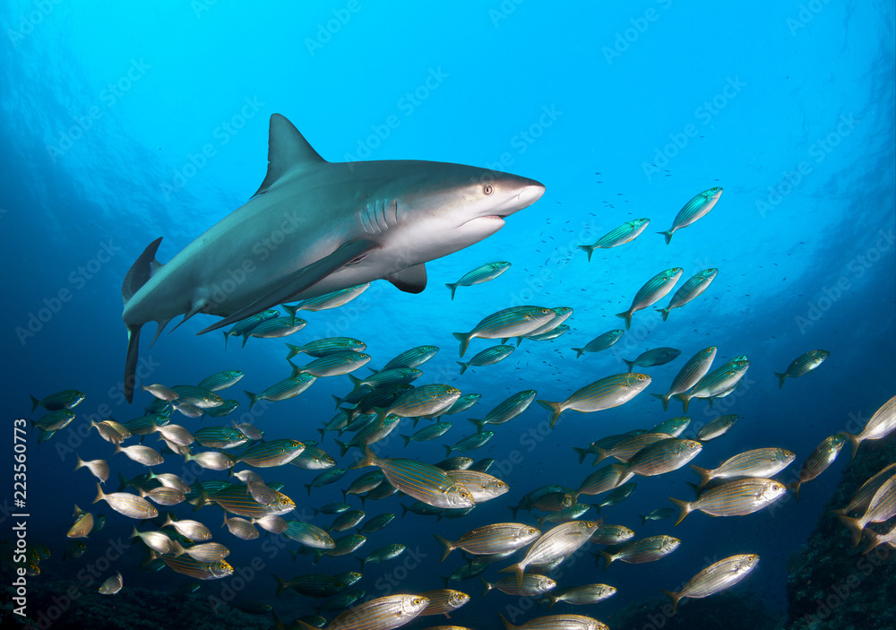 Obraz premium School of fish and shark