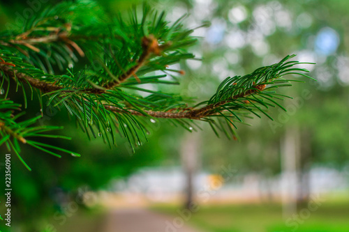 Spruce branches with drops of water after rain