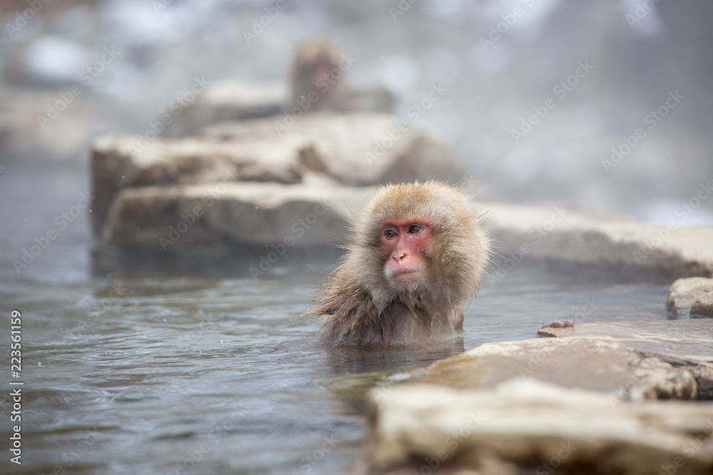 Naklejka premium macaque monkey in a bath in japan