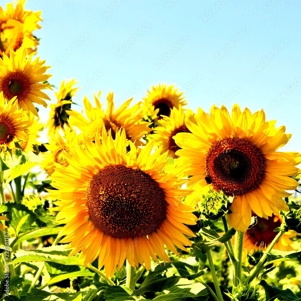 Obraz premium schöne sonnenblumen im herbst
