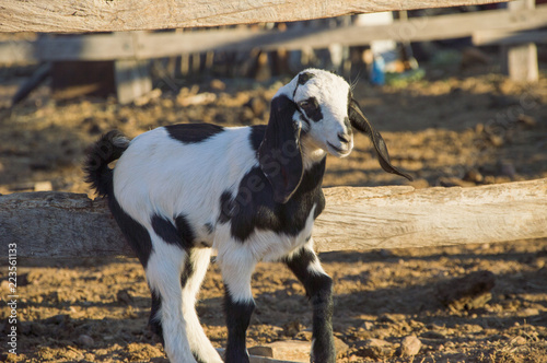 Fototapeta Naklejka Na Ścianę i Meble -  Baby Goat