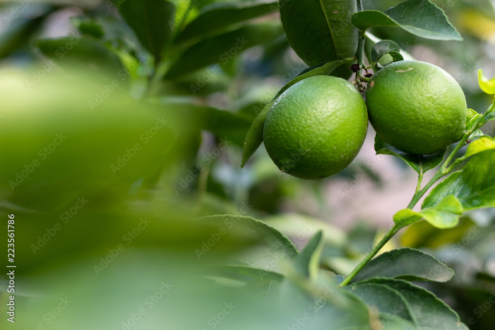 Limones Limones