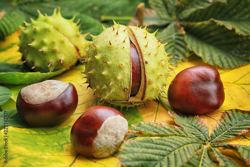 Horse chestnuts on autumn foliage photo