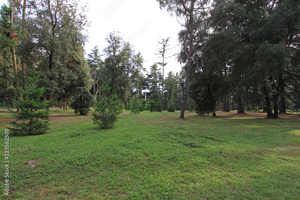 Obraz premium Pine Woods