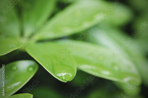 Macro raindrops on green leaves in rainy season nature background