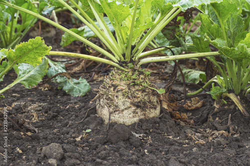 Sugar beet root crop in the ground ready for harvesting, selective focus Sugar beet root crop in the ground ready for harvesting, selective focus
