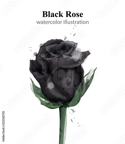 Black roses watercolor Vector isolated. Stylish floral illustration. vintage paint stains