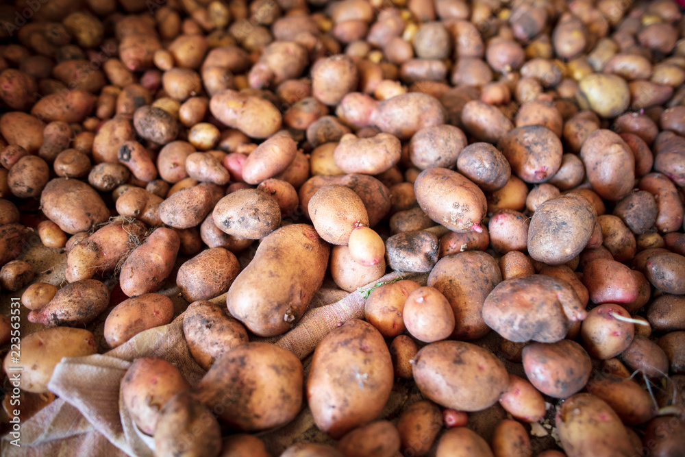Potato harvest in the cellar as a background Potato harvest in the cellar as a background