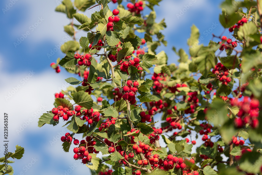 Red hawthorn berries on the branches of a tree