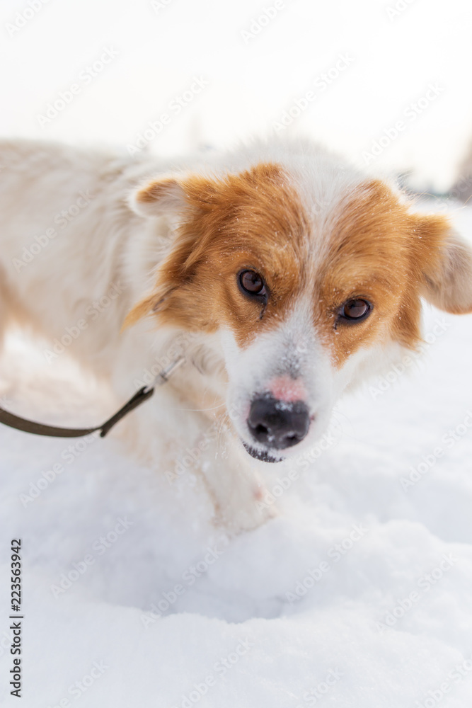 Portrait of dog on snow in winter
