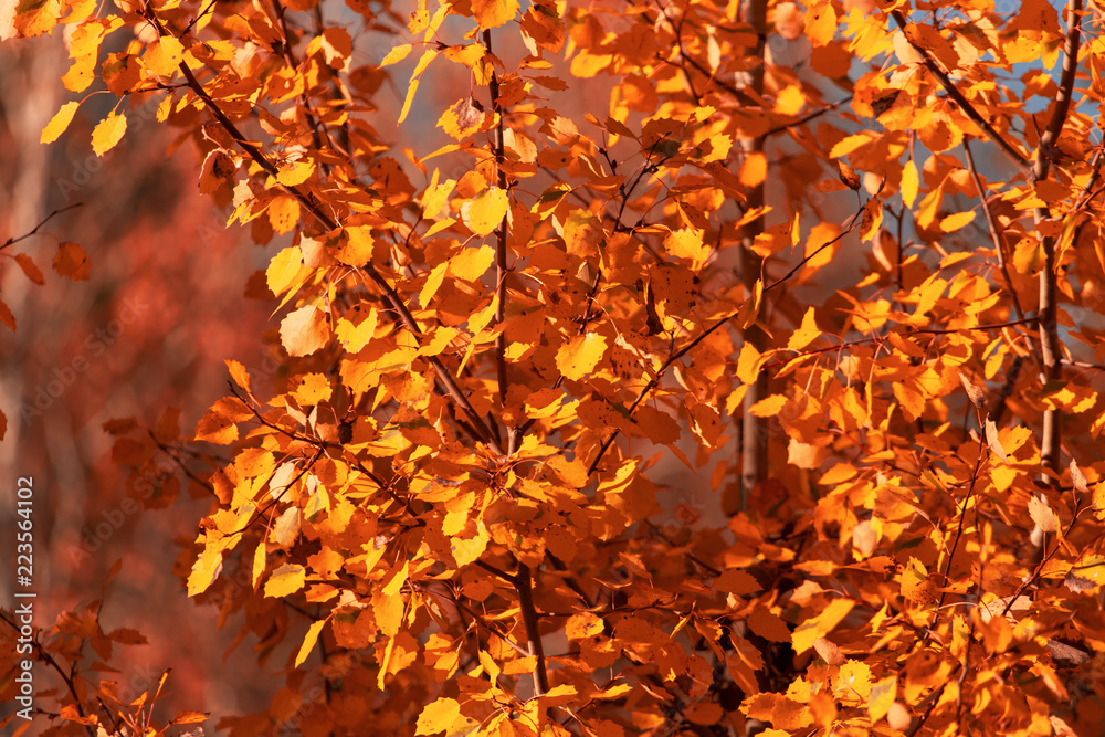 Red leaves on birch trees in autumn Red leaves on birch trees in autumn