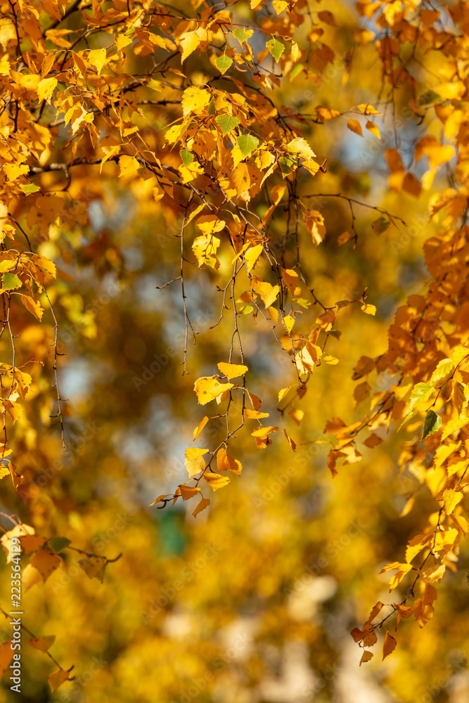 Fototapeta premium Birches in the forest in autumn as a background
